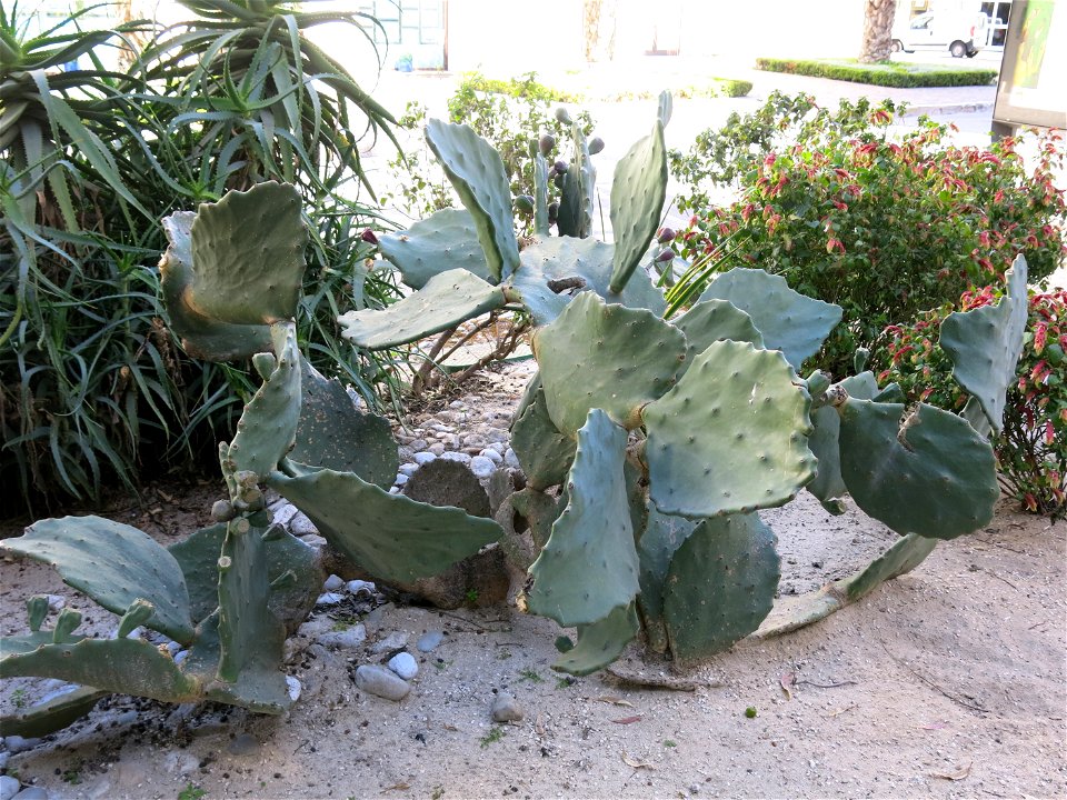 Opuntia ficus-indica var. monstruosa (probably) in Beaulieu-sur-mer (Alpes-Maritimes, France).