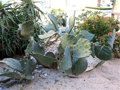 Opuntia ficus-indica var. monstruosa (probably) in Beaulieu-sur-mer (Alpes-Maritimes, France).