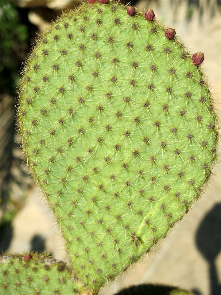 Parc Olbius Riquier - Cladode of Opuntia. Hyères (Var, France).