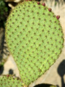 Parc Olbius Riquier - Cladode of Opuntia. Hyères (Var, France).