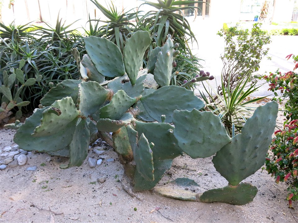 Opuntia ficus-indica var. monstruosa (probably) in Beaulieu-sur-mer (Alpes-Maritimes, France).