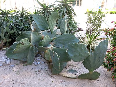 Opuntia ficus-indica var. monstruosa (probably) in Beaulieu-sur-mer (Alpes-Maritimes, France).