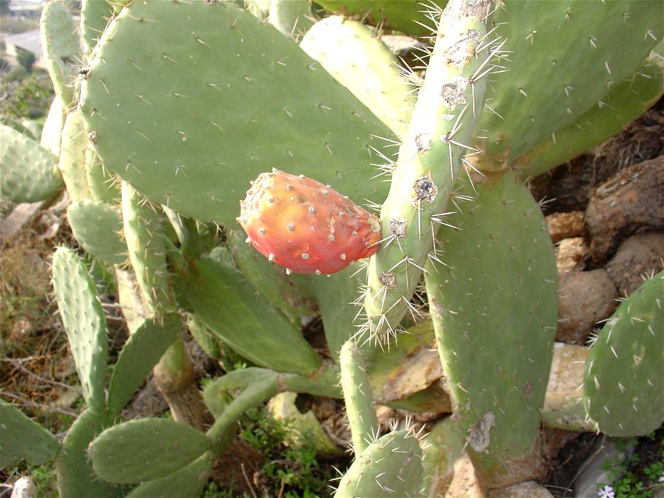 A Prickly pear in Carmel mountain, palestine.