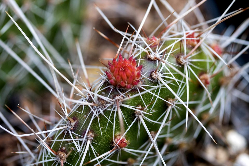 roter Feigenkaktus
