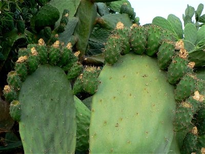 Opuntia cactus, Cargèse, Corsica