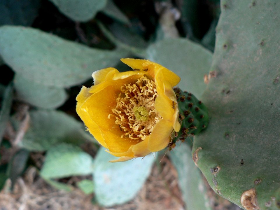 Opuntia cactus, Cargèse, Corsica