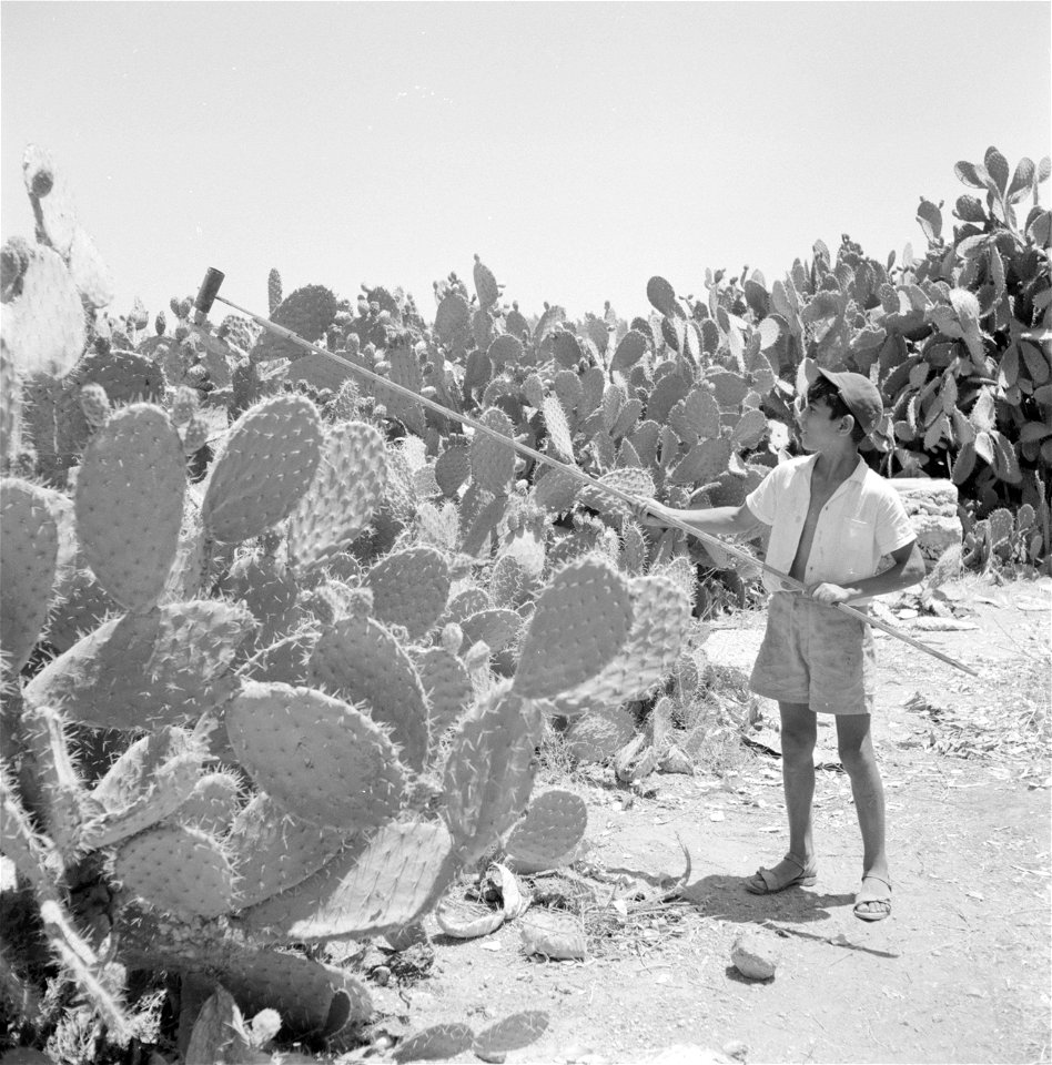 Collectie / Archief : Fotocollectie Van de Poll
Reportage / Serie : [ onbekend ]
Beschrijving : Vruchten van de sabrecactus worden geoogst
Datum : 1 januari 1964
Locatie : Isr