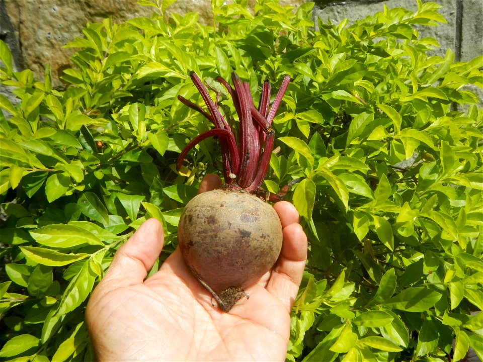 Cuisine of Baliuag Bulacan