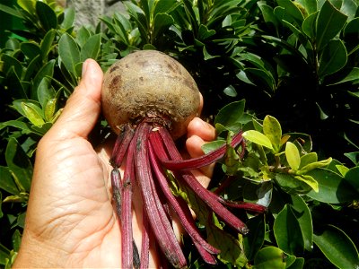 Cuisine of Baliuag Bulacan photo