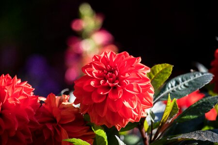 Flower plant ornamental plant