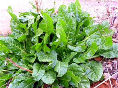 Beet habit, Dehesa Boyal de Puertollano, Spain