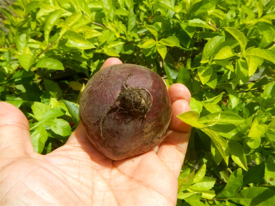 Cuisine of Baliuag Bulacan