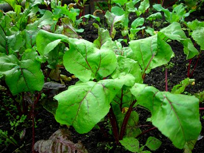 Свекольные листьяLatina:  Beta vulgaris