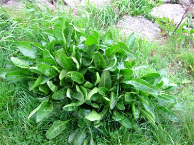 Sea Beet photo