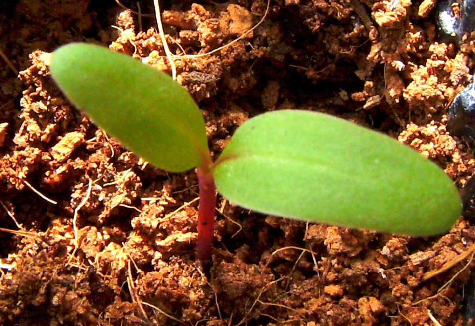 Chard, Beta vulgaris,cotyledons, Barcelona, Catalonia