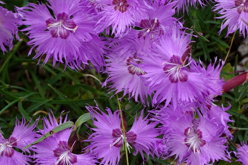 Alpine flowers mountain flower alpine plant