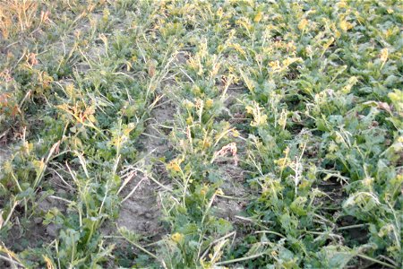 sugar beet field was attacked by insects