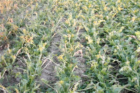 sugar beet field was attacked by insects photo