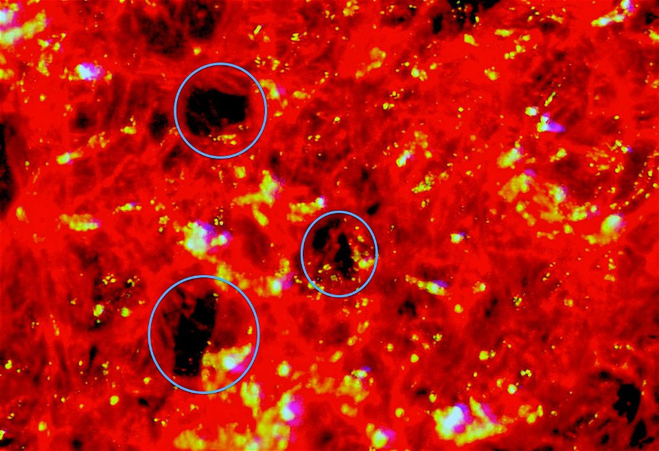 The vacuoles in dry beet cells are here visibile as the cavities marked in blue.