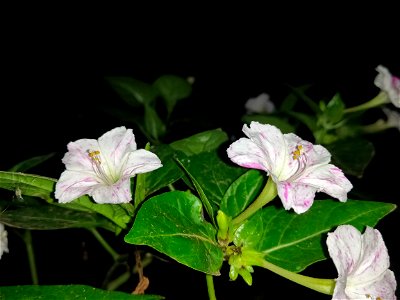 variegated flower at 4 o'clock plant, in Ranaghat, West Bengal, India.
সন্ধ্যামালতী বা সন্ধ্যামনি (বৈজ্ঞানিক নাম: Mirabilis jalapa ইংরেজি নাম: marvel of Peru, f