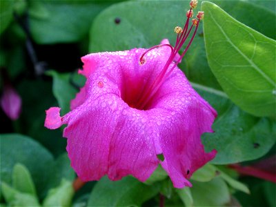 Blüte der Mirabilis jalapa, Gewöhnliche Wunderblume, Vieruhrblume, identifiziert mit Pl@ntNet photo