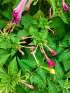 அந்திமந்தாரை Botanical name - Mirabilis jalapa Common name: Beauty-of-the-night Tender leaves - cooked as a vegetable in famine times ; Flower-dye is used for colouring cakes ; Root- powd photo