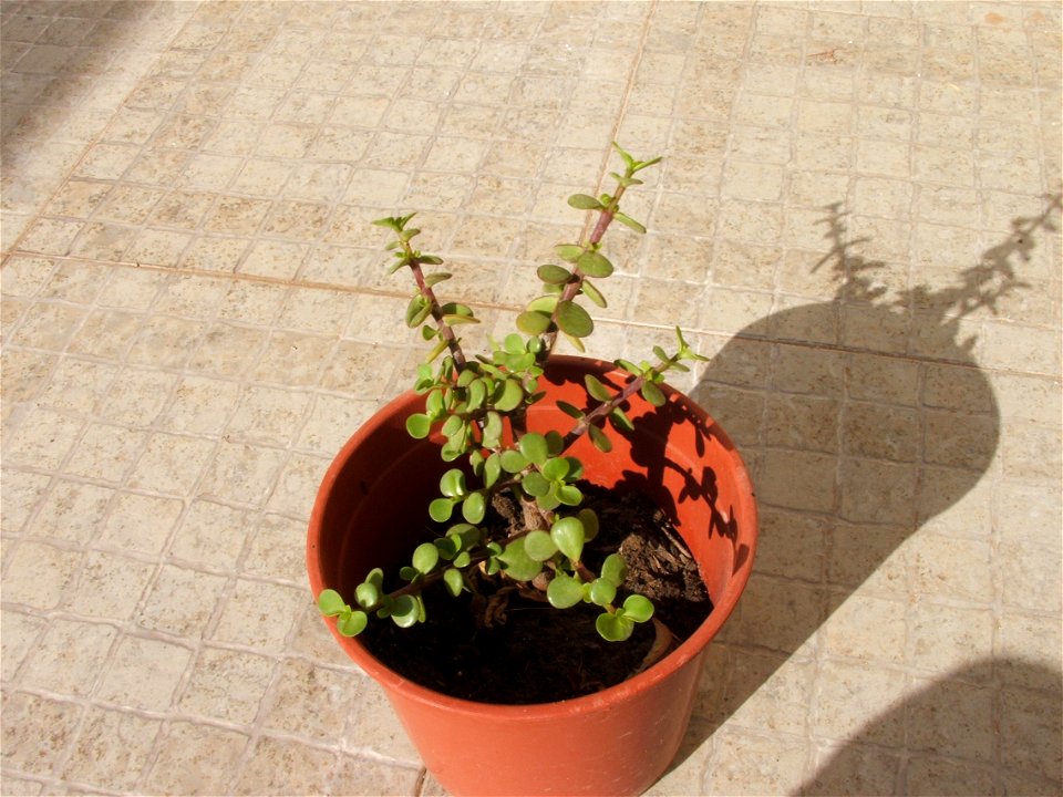 Portulacaria afra, dwarf jade plant.