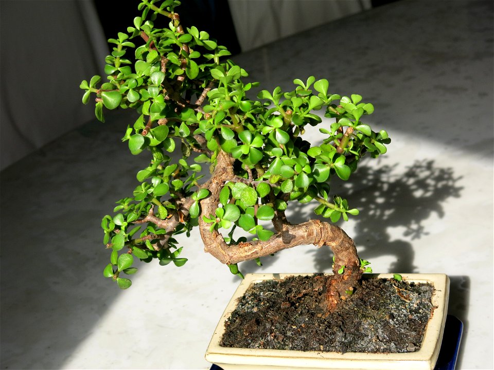 Portulacaria afra bonsai. Recently bought in a garden center. Identified by botanic label.
