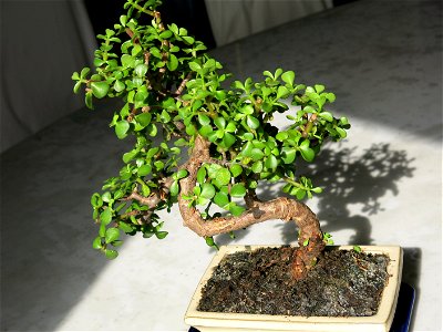 Portulacaria afra bonsai. Recently bought in a garden center. Identified by botanic label.