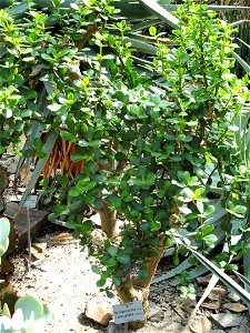 Portulacaria afra specimen in the Botanischer Garten München-Nymphenburg, Munich, Germany.