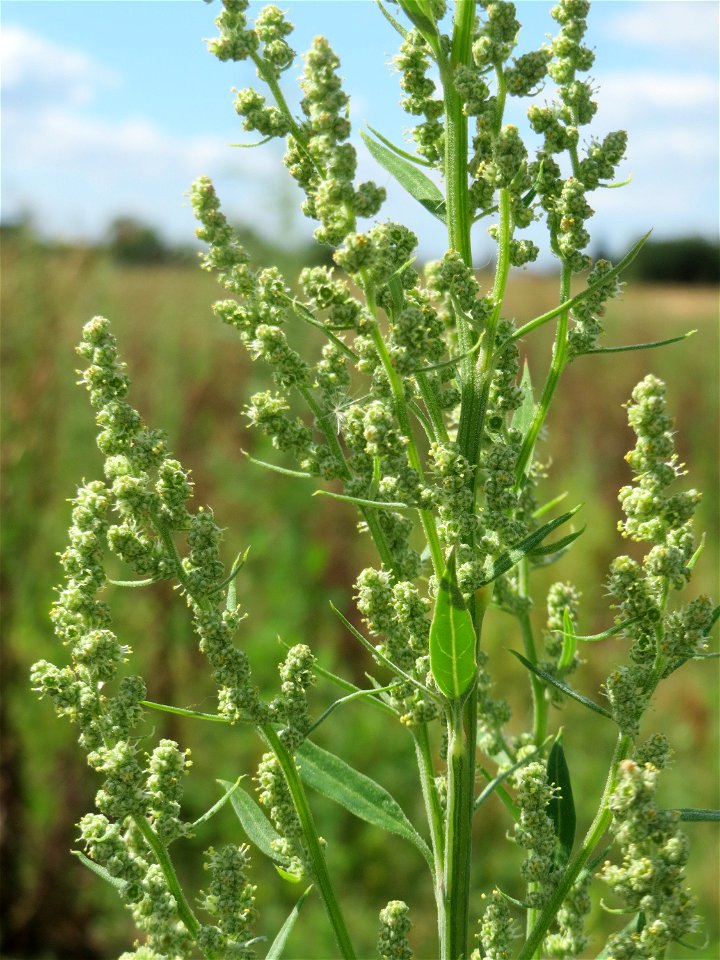 Weißer Gänsefuß (Chenopodium album) in Hockenheim-Talhaus