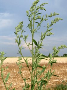 Weißer Gänsefuß (Chenopodium album) bei Wiesbaden-Nordenstadt