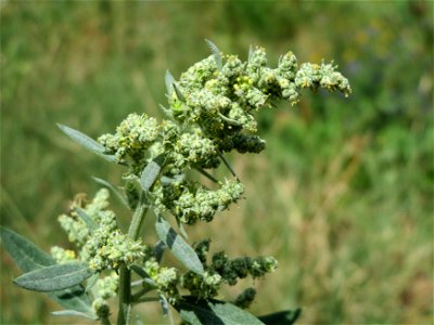 Weißer Gänsefuß (Chenopodium album) in Oftersheim