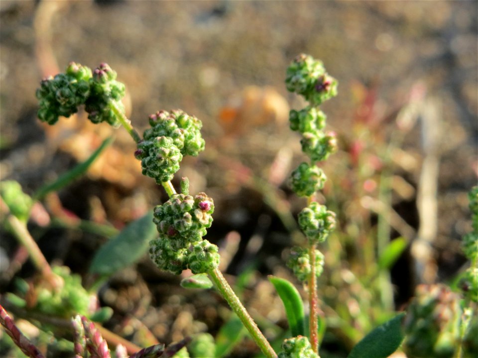 Weißer Gänsefuß (Chenopodium album) am Hauptbahnhof Mannheim