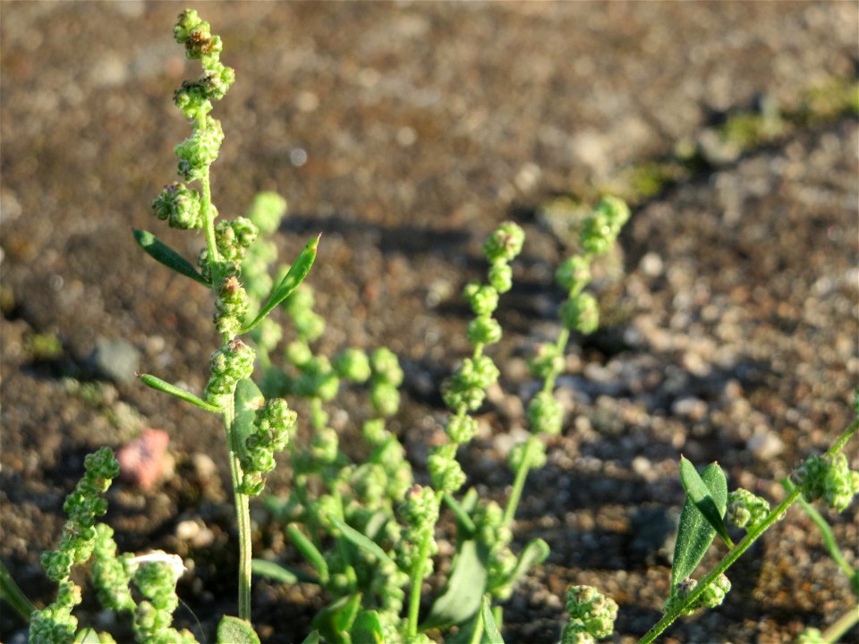 Weißer Gänsefuß (Chenopodium album) am Hauptbahnhof Mannheim