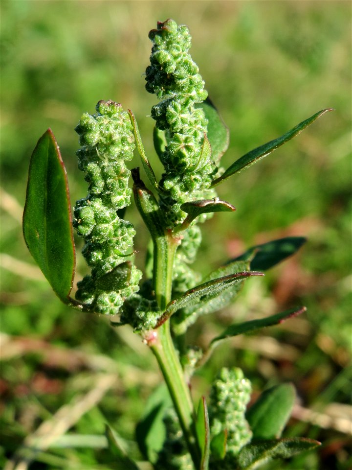 Weißer Gänsefuß (Chenopodium album) in Hockenheim