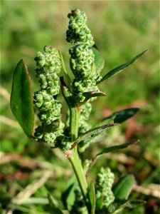 Weißer Gänsefuß (Chenopodium album) in Hockenheim