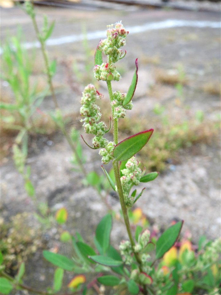 Weißer Gänsefuß (Chenopodium album) am Hauptbahnhof Mannheim