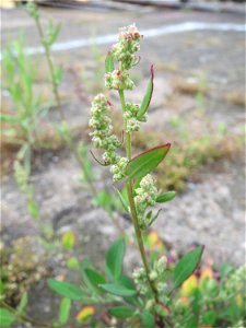Weißer Gänsefuß (Chenopodium album) am Hauptbahnhof Mannheim