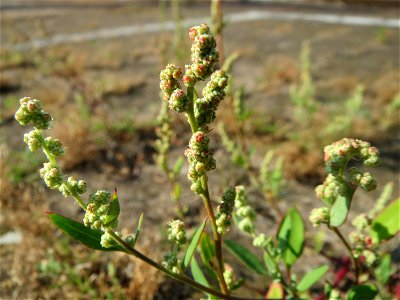 Weißer Gänsefuß (Chenopodium album) am Hauptbahnhof Mannheim
