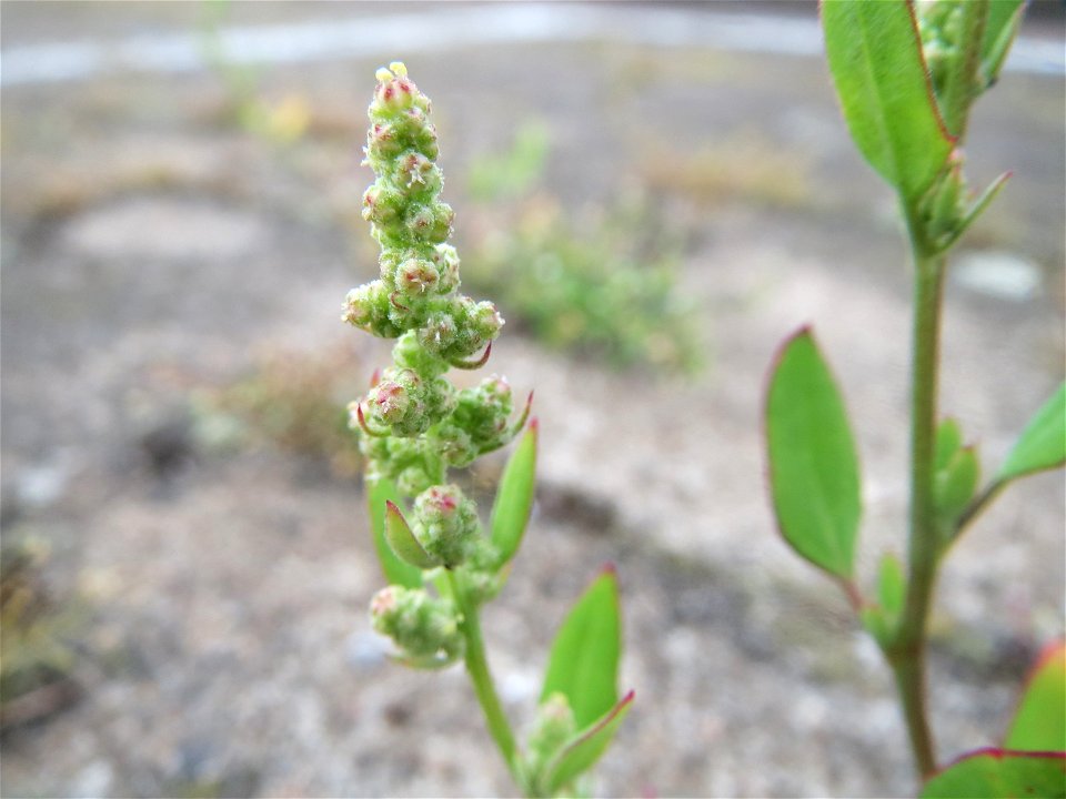 Weißer Gänsefuß (Chenopodium album) am Hauptbahnhof Mannheim