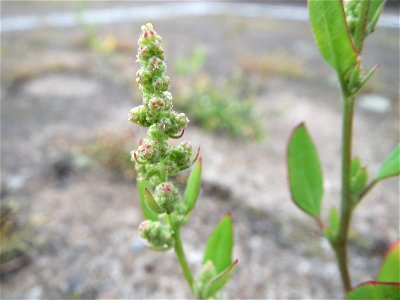Weißer Gänsefuß (Chenopodium album) am Hauptbahnhof Mannheim