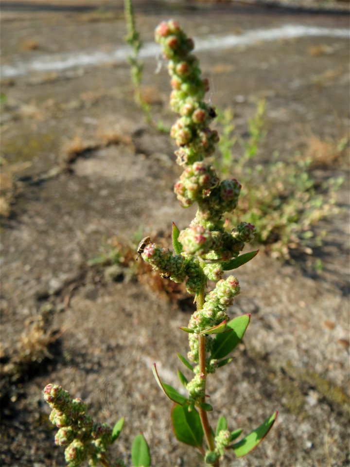 Weißer Gänsefuß (Chenopodium album) am Hauptbahnhof Mannheim