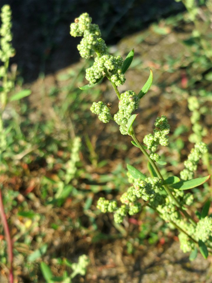 Weißer Gänsefuß (Chenopodium album) im Hauptbahnhof Mannheim