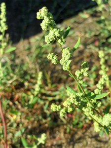 Weißer Gänsefuß (Chenopodium album) im Hauptbahnhof Mannheim