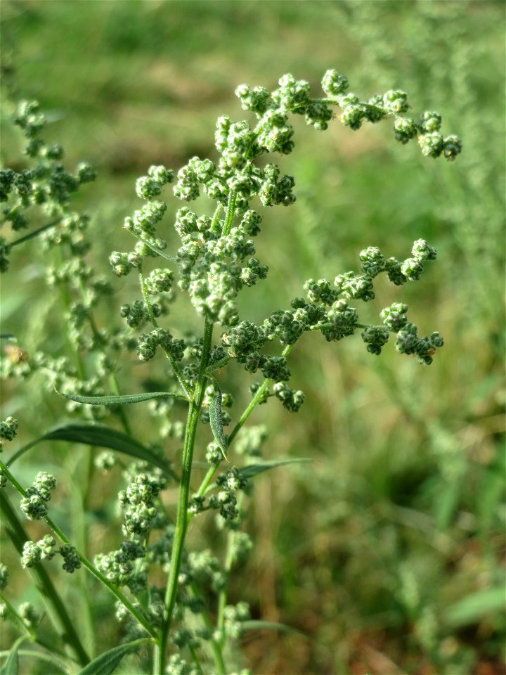 Weißer Gänsefuß (Chenopodium album) an einer Ruderalstelle in der Berlinallee in Hockenheim