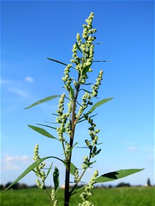Weißer Gänsefuß (Chenopodium album) am ehemaligen Kraichbachverlauf bei Hockenheim. Der frühere Kraichbachverlauf zwischen Hockenheim und Reilingen läßt sich noch deutlich an Hecken und Galerie-Wälder