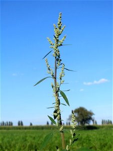 Weißer Gänsefuß (Chenopodium album) am ehemaligen Kraichbachverlauf bei Hockenheim. Der frühere Kraichbachverlauf zwischen Hockenheim und Reilingen läßt sich noch deutlich an Hecken und Galerie-Wälder