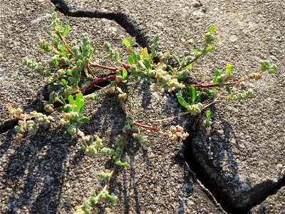 Weißer Gänsefuß (Chenopodium album) am Hauptbahnhof Mannheim