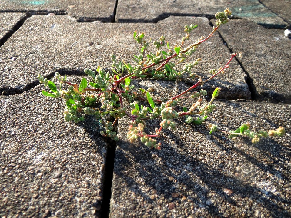 Weißer Gänsefuß (Chenopodium album) am Hauptbahnhof Mannheim
